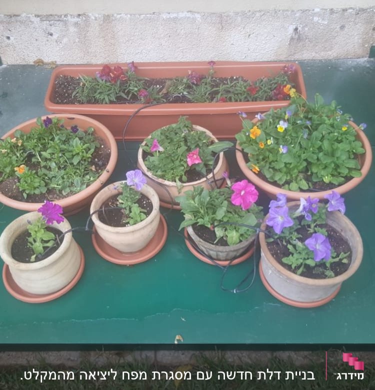 עציצים עם פרחים צבעוניים על משטח ירוק